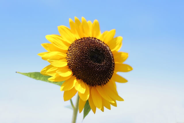 堀江メソッド筋トレ2022年7月27日