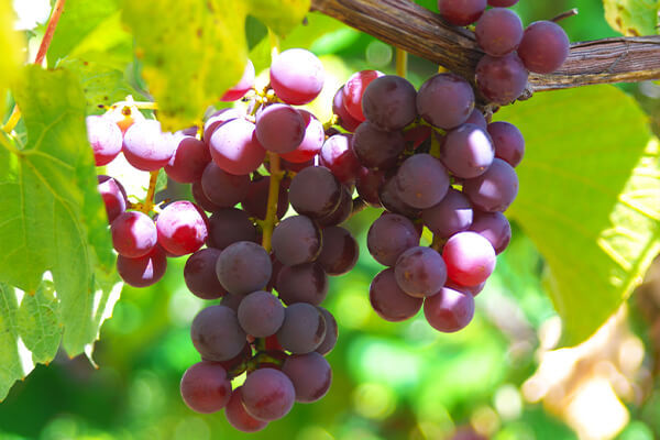 テストステロン増加に効果的な果物赤ブドウ