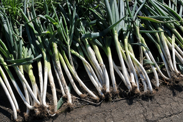 活力アップへ「ネギ食」のススメ！テストステロン増加にも期待